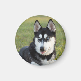 Glad lekfull siberian husky valp magnet