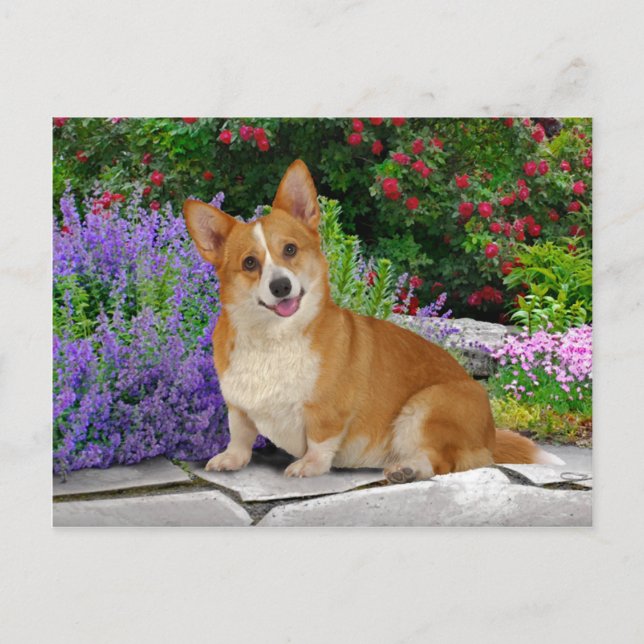 "Glad Liten Corgi" Vykort (Framsida)