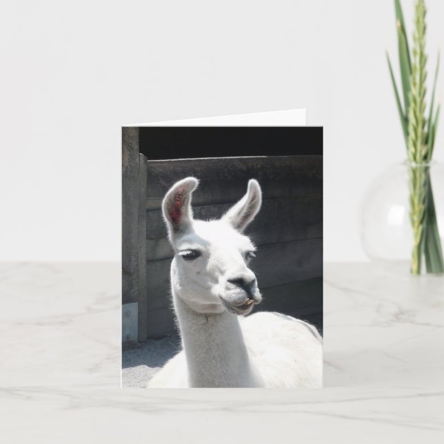 Glad Llama Tom Kort (Framsida)