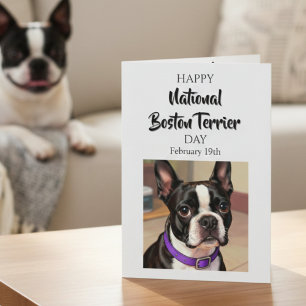 Glad nationella Boston Terrier-dagen 19 februari Kort
