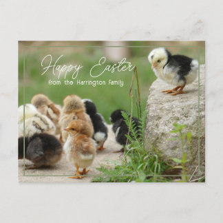 Glad påsk Cute Baby Chick Parad Vykort