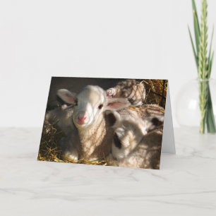 Glad påsk - Påsk Lambs Helgkort
