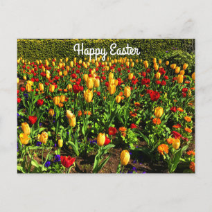 Glad påsk Red & Gult Tulips #1-vykort Vykort
