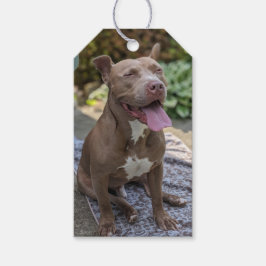 Glad Pit Bull-fotografering Presentetikett