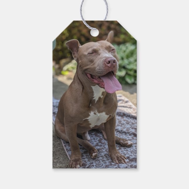 Glad Pit Bull-fotografering  Presentetikett (Framsidan)