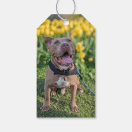 Glad Pit Bull-fotografering Presentetikett