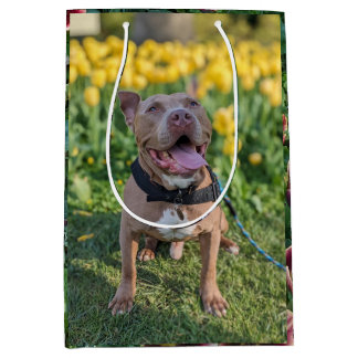 Glad Pitbull med Blommor Fotografi