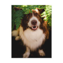 Glad röd border collie som tittar genom ormbunkar