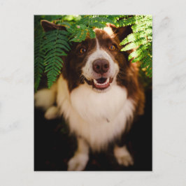 Glad röd border collie som tittar genom ormbunkar vykort