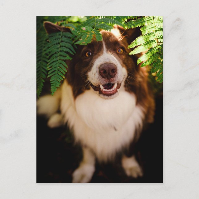 Glad röd border collie som tittar genom ormbunkar vykort (Framsida)