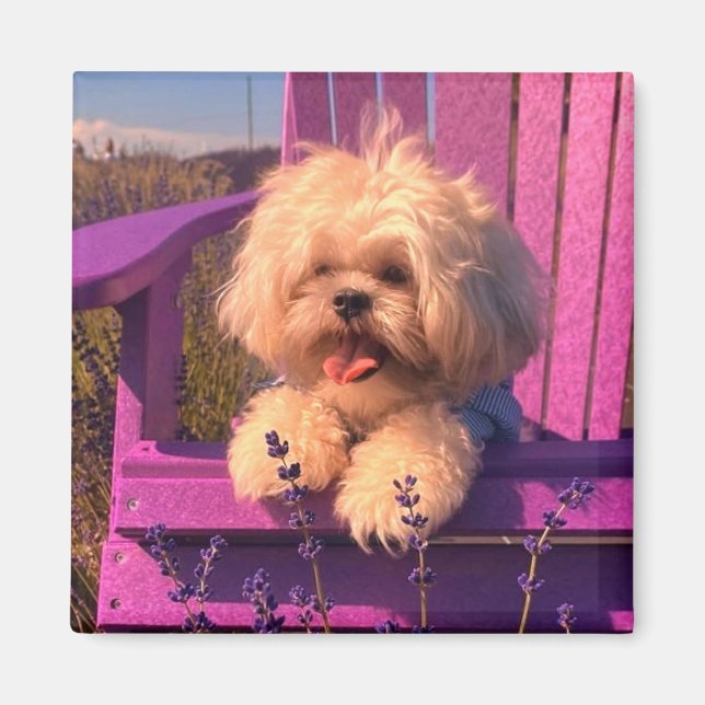 Glad Shih Tzu-valp som slappnar (Hunddagar) Magnet (Framsidan)