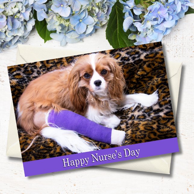 Glad Sjuksköterskedagen Cavalier King Charles-kort Kort (Skapare uppladdad)
