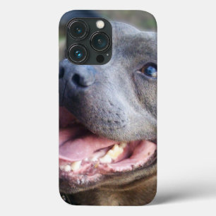 Glad Staffordshire Bull Terrier,  