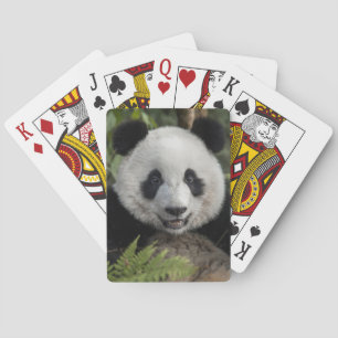 Glad ung panda, Kina Casinokort