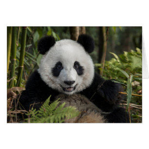 Glad ung panda, Kina Hälsningskort