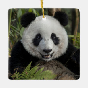 Glad ung panda, Kina Julgransprydnad Keramik