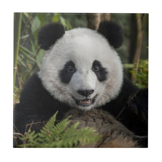 Glad ung panda, Kina Kakelplatta (Framsidan)