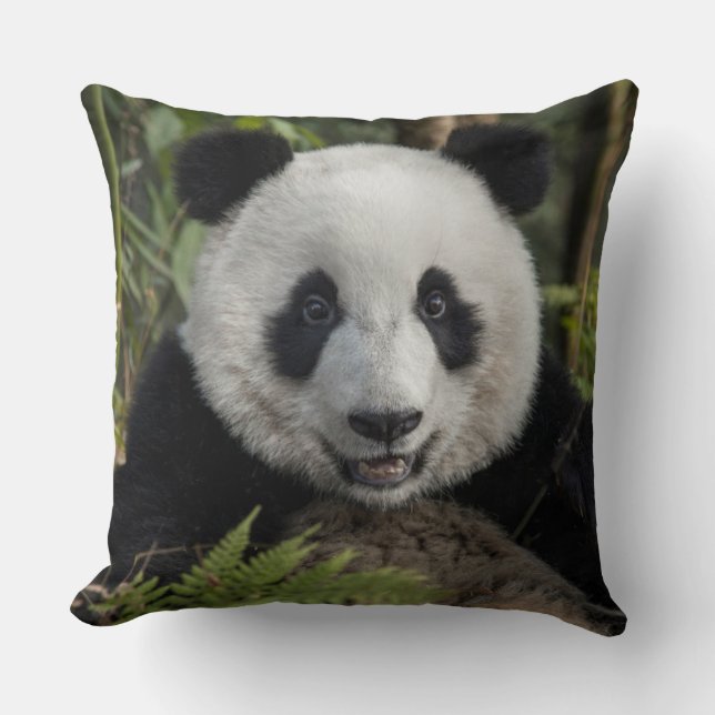 Glad ung panda, Kina Kudde (Framsida)