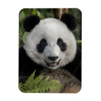 Glad ung panda, Kina
