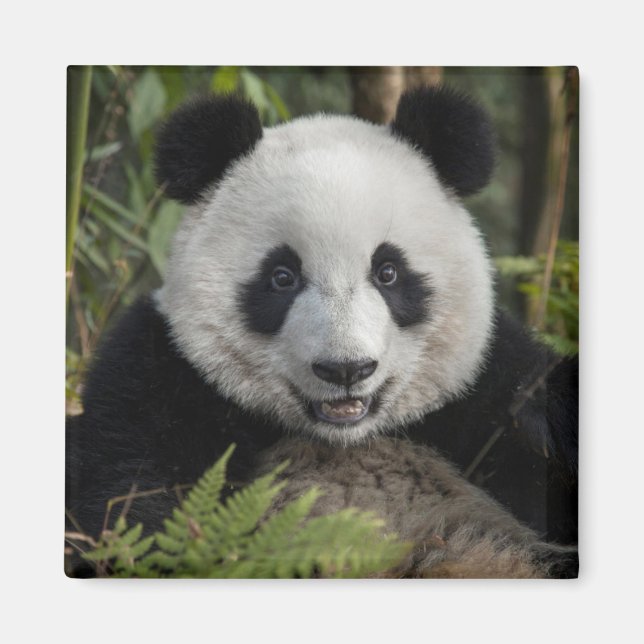 Glad ung panda, Kina Magnet (Framsidan)