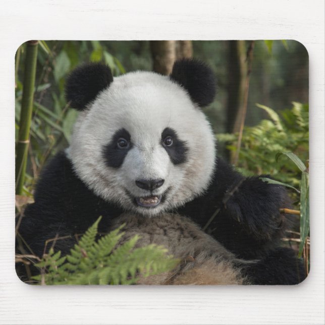 Glad ung panda, Kina Musmatta (Framsidan)