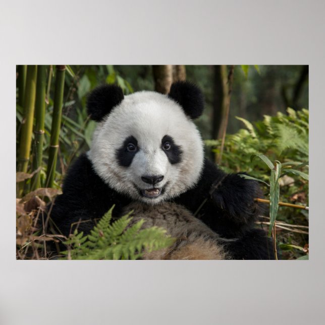 Glad ung panda, Kina Poster (Framsidan)