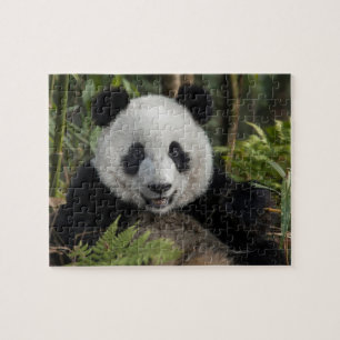 Glad ung panda, Kina Pussel