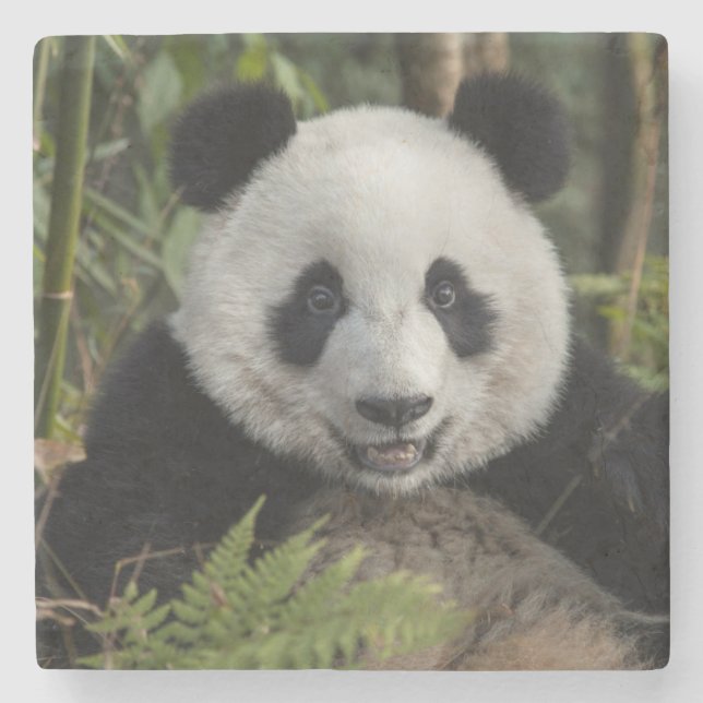 Glad ung panda, Kina Stenunderlägg (Framsidan)