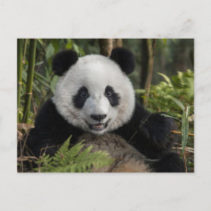 Glad ung panda, Kina Vykort