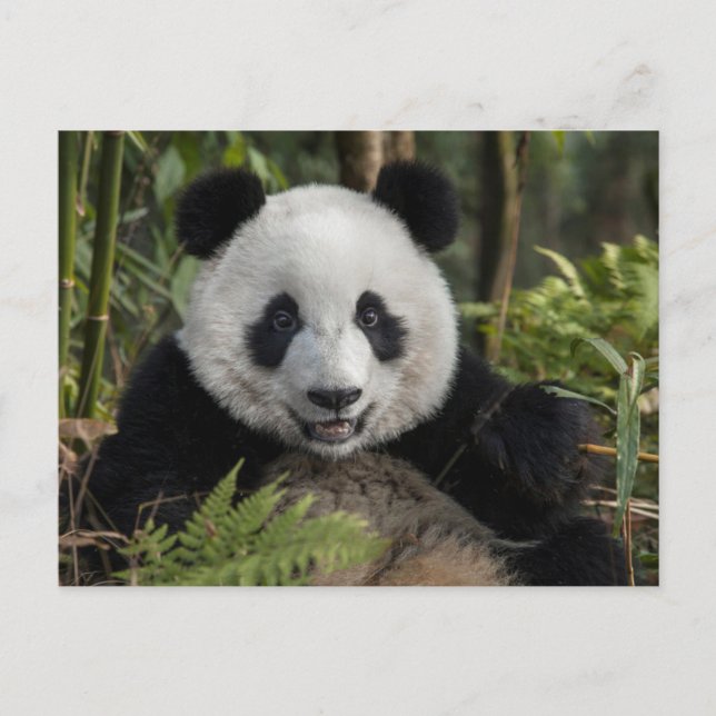 Glad ung panda, Kina Vykort (Framsida)