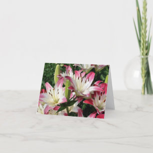 Gladde liljor Blomfotografering Notering Kort