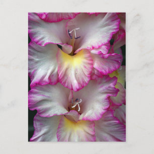 Gladiola blommigt skönhet            vykort