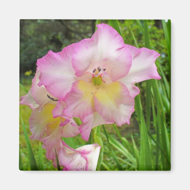 Gladiola magnet (Framsidan)