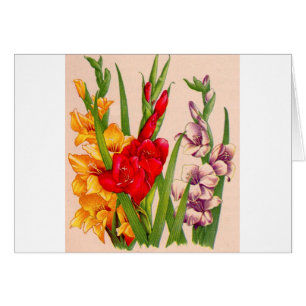 gladiolablommor gladioli blommor hälsningskort