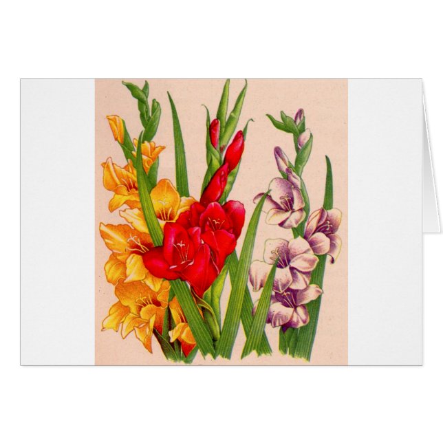 gladiolablommor gladioli blommor hälsningskort (Framsidan Horizontal)
