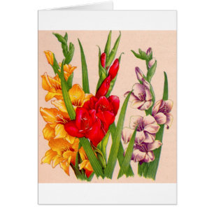 gladiolablommor gladioli blommor hälsningskort