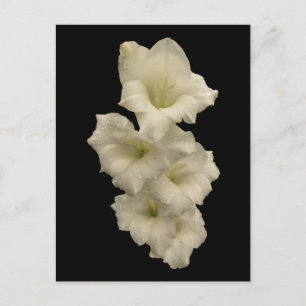 Gladiolas Vykort