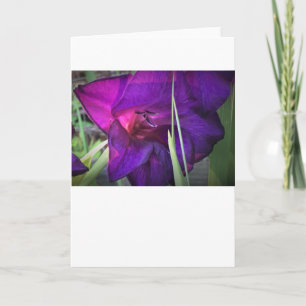Gladioler, kort
