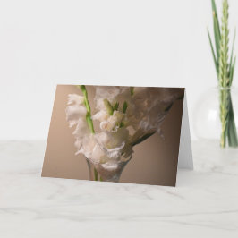 Gladioler, kort