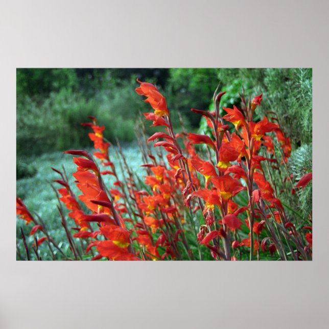 Gladioli Flowers Photo Poster (Framsidan)