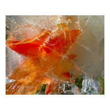 Gladioli in Ice,