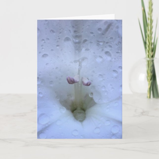 Gladioli, kort (Framsida)