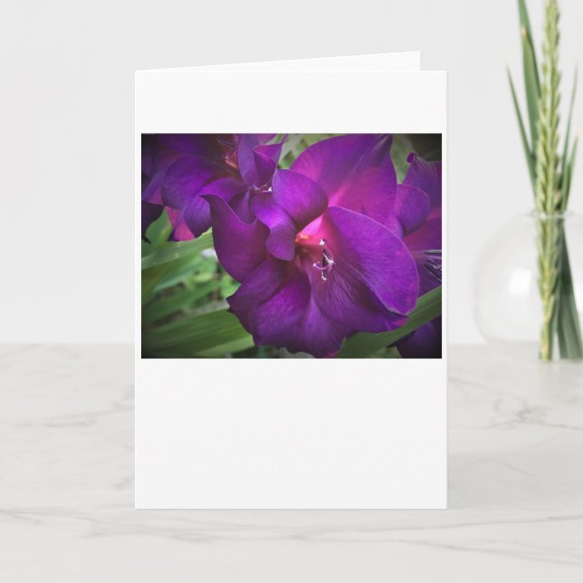 Gladioli, kort (Framsida)