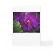 Gladioli, kort