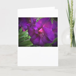 Gladioli, kort