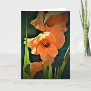 Gladioli, kort
