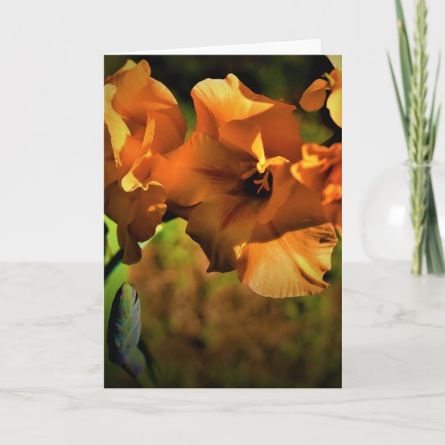 Gladioli, kort (Framsida)