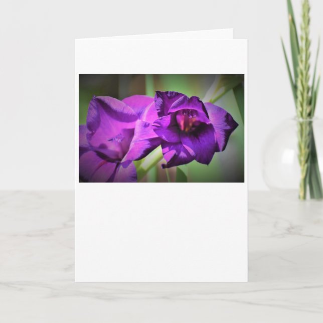 Gladioli, kort (Framsida)