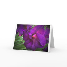 Gladioli, kort