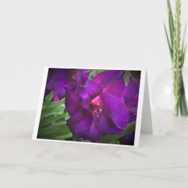 Gladioli, kort